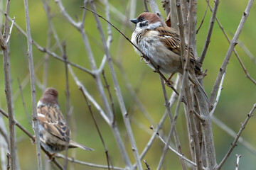 sparrow on a branch
