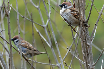 sparrow on a branch