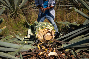 Jima is the process of pruning the agave by cutting its leaves and extracting its root to leave it...
