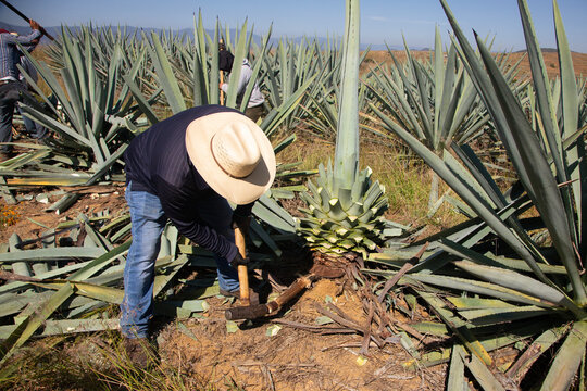Jima is the process of pruning the agave by cutting its leaves and extracting its root to leave it clean and ready for processing and making mezcal in Oaxaca, Mexico.