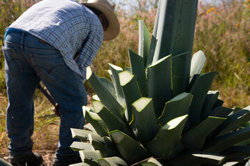 Jima is the process of pruning the agave by cutting its leaves and extracting its root to leave it...