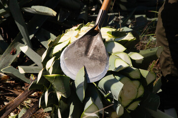 Jima is the process of pruning the agave by cutting its leaves and extracting its root to leave it...