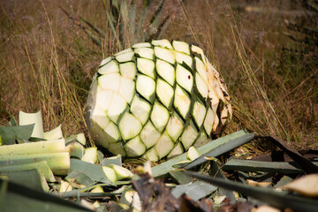 Jima is the process of pruning the agave by cutting its leaves and extracting its root to leave it...