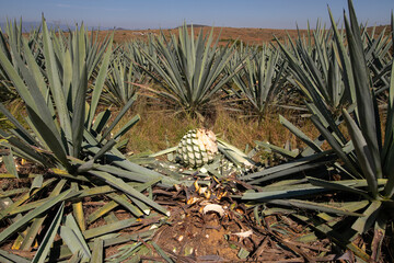 Obraz premium Jima is the process of pruning the agave by cutting its leaves and extracting its root to leave it clean and ready for processing and making mezcal in Oaxaca, Mexico.