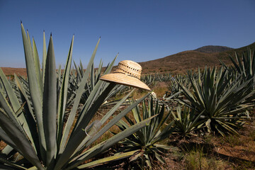 Jima is the process of pruning the agave by cutting its leaves and extracting its root to leave it...