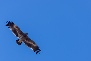 Steppe Eagle (Aquila nipalensis) flying in sky.