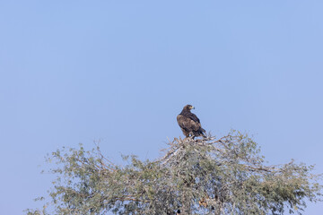 Steppe Eagle (Aquila nipalensis) Perching at the top of tree.