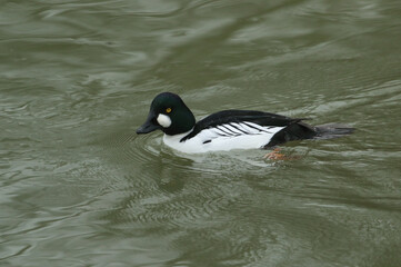 A male Goldeneye, Bucephala clangula, swimming on a river.