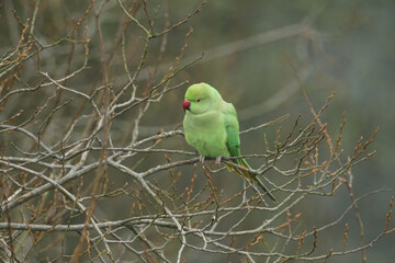 Ring-necked, or rose-ringed Parakeets, perching  on a tree.
