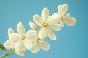 Fototapeta premium A close-up shot of a white flower against a clear blue sky, ideal for use in travel or nature-inspired designs