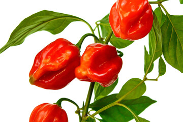 Red habanero chili peppers isolated white background, capsicum chinense, hottest spice with wrinkled or dimpled skin intense spiciness flavor, culinary ingredient