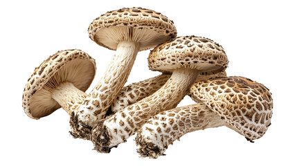 Lingzhi mushroom on a white background. isolated background.