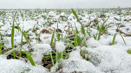A wintery field with young green shoots peeking through snow symbolizes resilience and growth despite challenging conditions