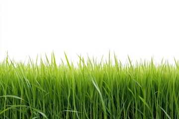 Fototapeta premium A serene scene of a lush green grass field against a bright white sky