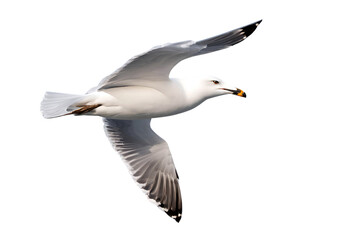 Fototapeta premium Majestic seagull in flight against a stark black backdrop. Wings spread wide, showcasing its graceful power and freedom. A breathtaking moment captured.