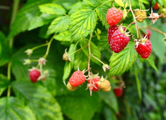 Beauty ripe raspberry berries ready to harvesting, banner. Red raspberries and green leaves in summer garden, close up. 
