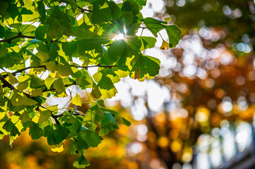 the beautiful autumn color of Japan green colors of The ginkgo tree  on tree