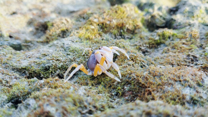 A soldiers crab on mossy rock