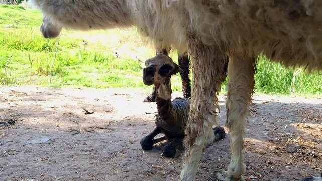 Birth of an alpaca cria, its scientific name is Vicugna pacos