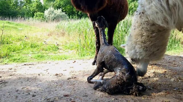 Birth of an alpaca cria, its scientific name is Vicugna pacos