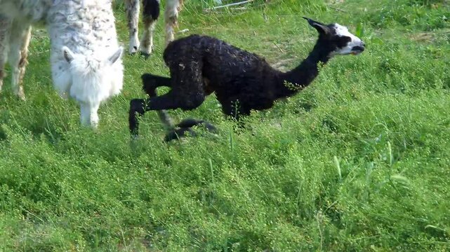Birth of an alpaca cria, its scientific name is Vicugna pacos