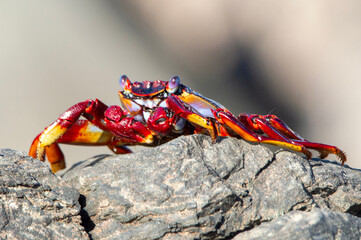 Animal marino. Cangrejo de roca