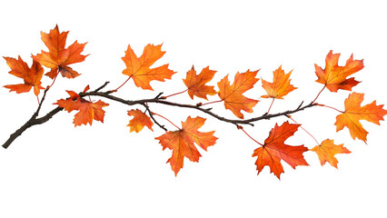 Branch with orange maple leaves  Isolated on white background