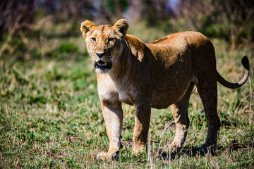 lioness in serengeti national park serengeti
