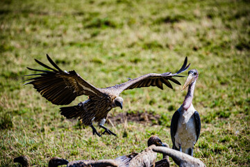 vulture in the serengeti