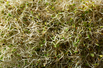 A top down view of clover sprouts, as a background.