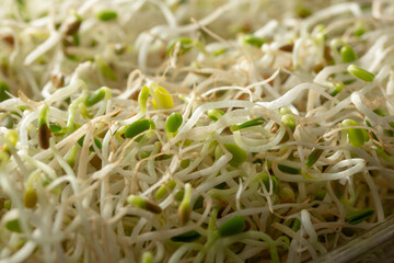 A closeup view of a pile of clover sprouts.