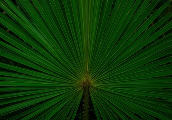 Close-up photograph of a vibrant green palm leaf with radial symmetry, showcasing long, narrow veins, with soft lighting and a blurred dark green background.

