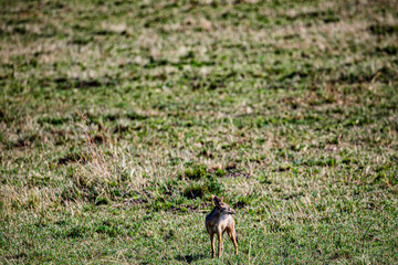 wild boar in the field