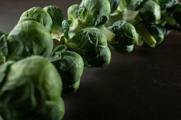 A closeup view of a stalk of Brussels sprouts.
