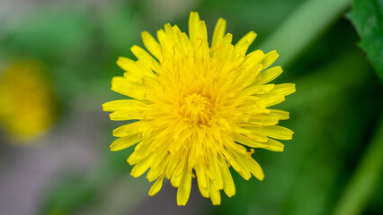 Yellow dandelion close-up. Plants are weeds. Urban, field and meadow flowers