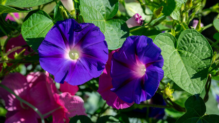 Decorative flower Ipomoea is the largest genus in plant family Convolvulaceae. Garden plants and floriculture or flower growing