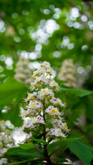 Blooming horse chestnut on green bokeh or blurred background. Flowers of chestnuts tree in spring time. Spring concept for natural design. Vertical image