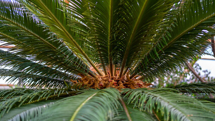 Cycas circinalis is genus of cycad in family Cycadaceae. Cultivation of exotic tropical plants in greenhouses and glasshouses