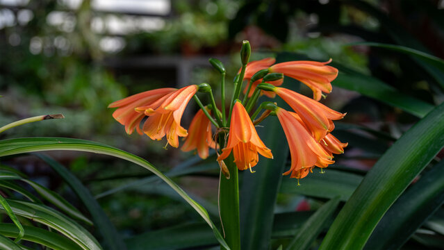 Orange clivia or natal lily or bush lily is genus of monocot flowering plants in family amaryllidaceae. Cultivation of exotic tropical plants in greenhouses and glasshouses
