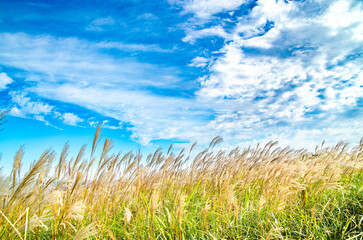 霧が晴れてきた生石高原