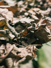 Leaves on the ground