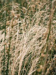 Grass reeds