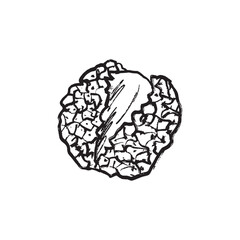 Lychee fruit in black brush stroke texture isolated on white background. Hand drawn vector sketch illustration in vintage charcoal ink. Tropical fruit design, package, asian tree