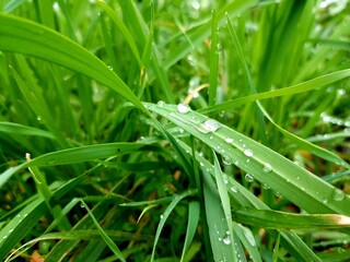 Green grass with dew drops after the rain. Natural background.