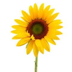 Obraz premium Single Sunflower: A radiant yellow sunflower blooms in full glory, showcasing its intricate details and vibrant color. The flower's petals are fully open.