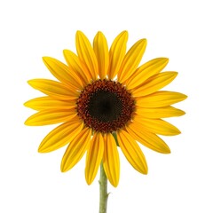 Fototapeta premium Sunny Sunflower: Vibrant yellow sunflower with a dark brown center, radiating warmth and summer energy.