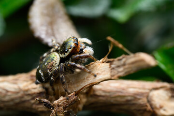 Evarcha Jumping Spider