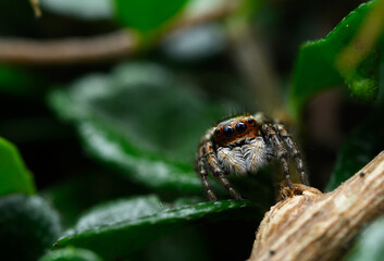 Evarcha Jumping Spider