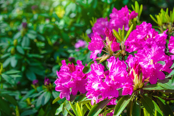 pink rhododendron blooms in the Botanical garden
