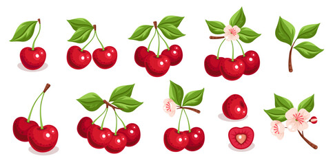 Cherry Berry Set, Hand-Drawn Realistic Illustration of Fresh Fruits, Blossoms, and Leaves